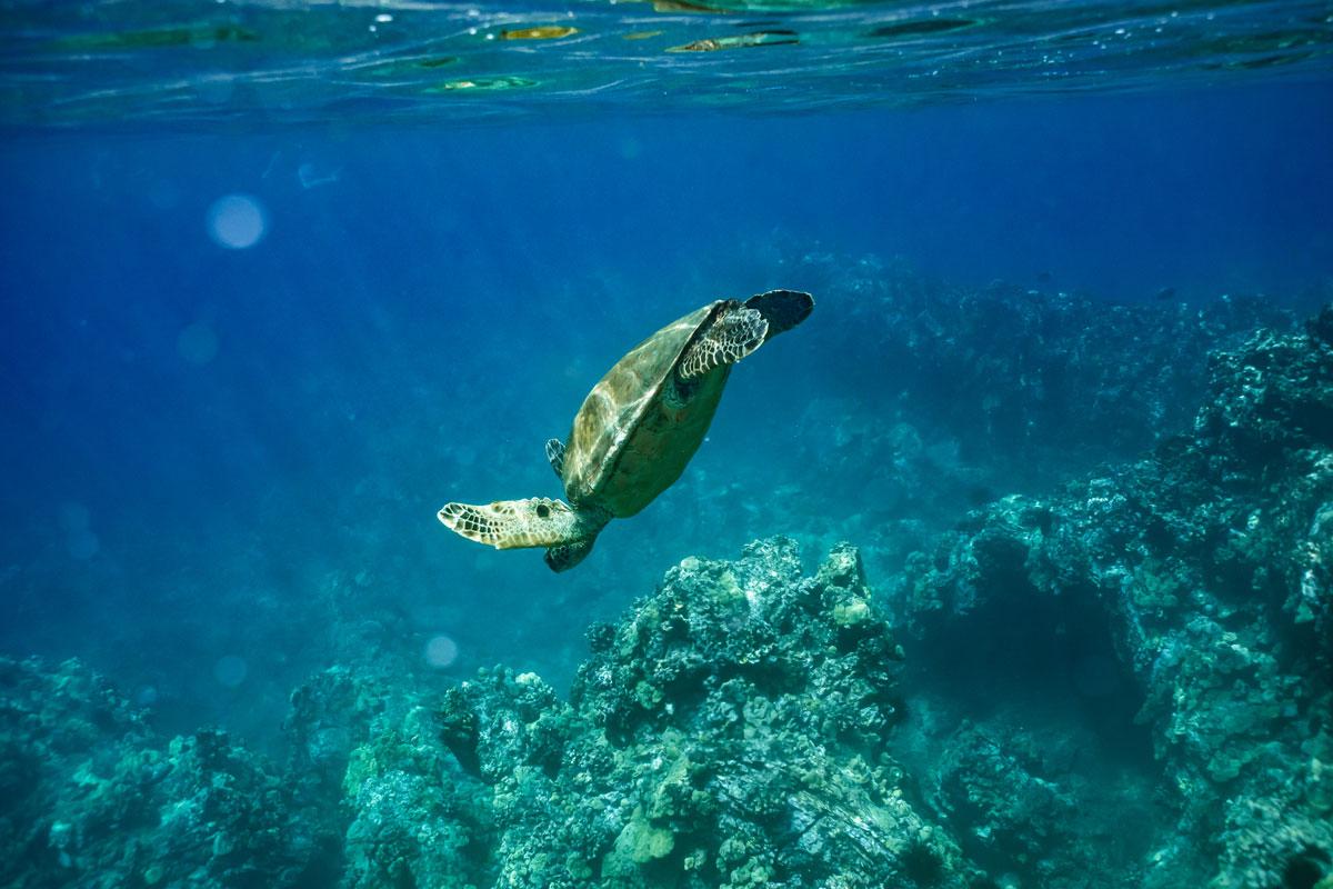 Schildkröte am Maluaka Beach – besser bekannt als Turtle Town auf Maui.
